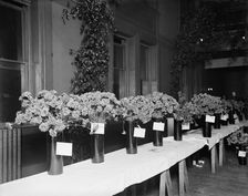 Exhibits, American Carnation Society Exhibition, Detroit, Mich., between 1900 and 1905. Creator: Unknown