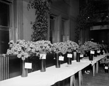Exhibits, American Carnation Society Exhibition, Detroit, Mich., between 1900 and 1905. Creator: Unknown