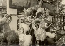 Exhibits of the West Siberian Imperial Russian Geographical Society - Animal world, 1911. Creator: A. A. Antonov