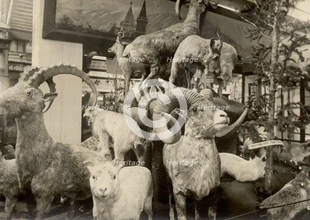 Exhibits of the West Siberian Imperial Russian Geographical Society - Animal world, 1911. Creator: A. A. Antonov.