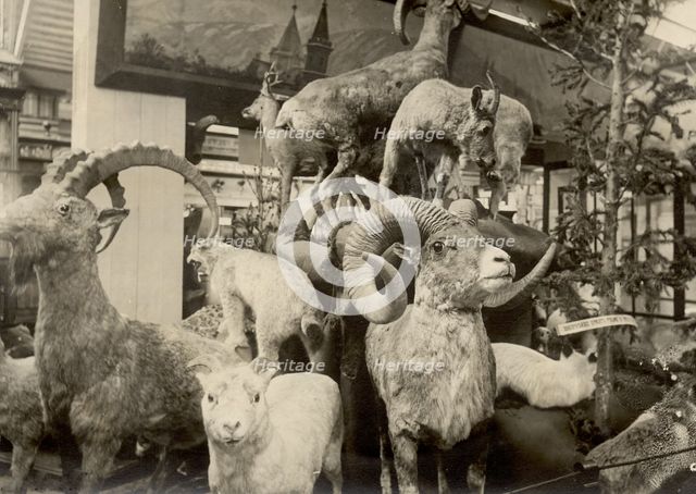 Exhibits of the West Siberian Imperial Russian Geographical Society - Animal world, 1911. Creator: A. A. Antonov.