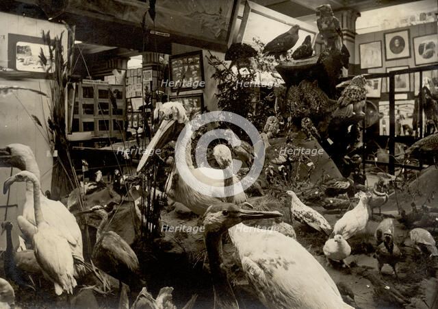Exhibits of the West Siberian Imperial Russian Geographical Society; Birds of swamps and lakes, 1911 Creator: A. A. Antonov.