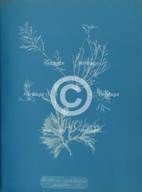 Exillaria crystallinum parasitic, ca. 1853. Creator: Anna Atkins.