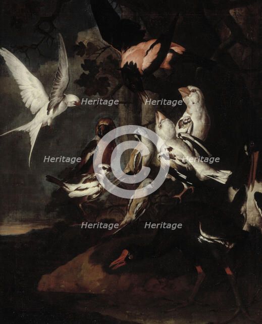 Exotic birds, 1668-1754. Creator: Karl Wilhelm de Hamilton.