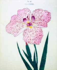 Ezo-Nishiki, No41