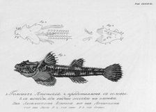 F.1. Japanese "Golovach"; F.2. Its Head; F.3. From Below, Where Small Nipples on..., 1813. Creator: Pavel Ivanovich Maslovskii