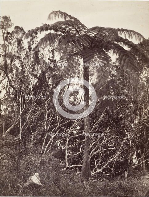 Fougère arborescente, 1863. Creator: Désiré Charnay.