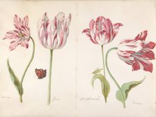 Four Tulips: Boter man (Butter Man), Joncker (Nobleman), Grote geplumaceerde..., ca. 1635-45. Creator: Jacob Marrel
