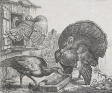 Four turkeys, 1615-1653. Creator: Simon de Vlieger
