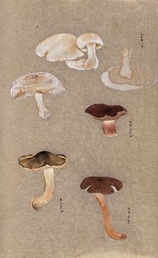 Four types of fungi, including possible Agaricus and Russula species. Creator: Unknown