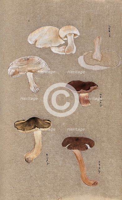 Four types of fungi, including possible Agaricus and Russula species. Creator: Unknown.