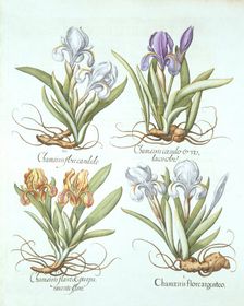 Four varieties of rhizomatous irises, from Hortus Eystettensis by Basil Besler (1561-1629) pub
