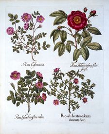Four variets of Dog Rose, from Hortus Eystettensis by Basil Besler (1561-1629), pub. 1613 (hand-c