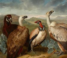 Four vultures of different species, 1723. Creator: Philipp Ferdinand de Hamilton