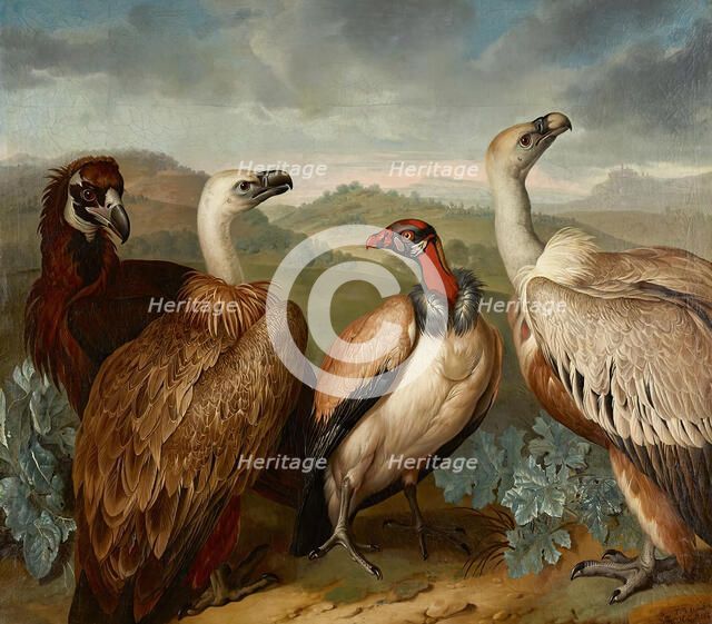Four vultures of different species, 1723. Creator: Philipp Ferdinand de Hamilton.