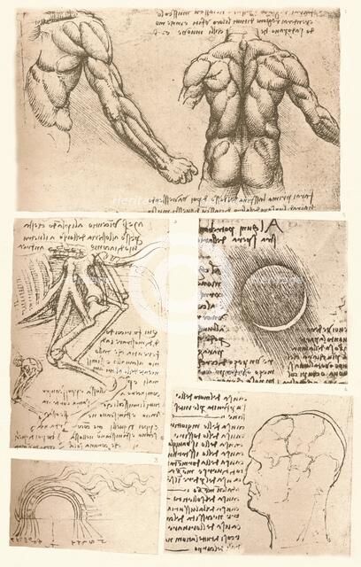 Four anatomical drawings, c1472-c1519 (1883). Artist: Leonardo da Vinci.
