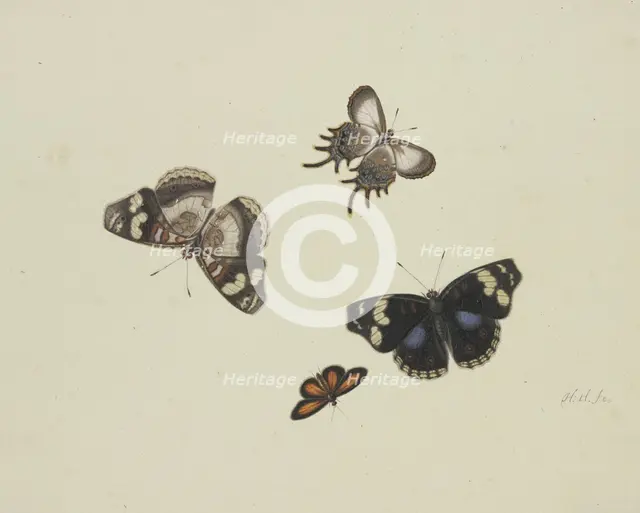 Four butterflies, 17th century. Creator: Herman Henstenburgh.
