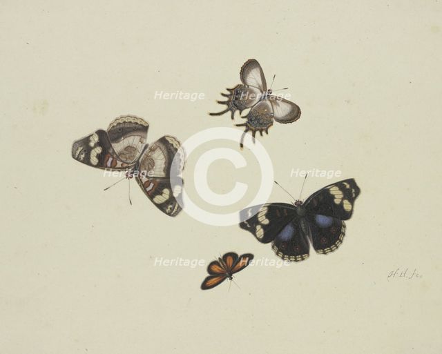 Four butterflies, 17th century. Creator: Herman Henstenburgh.