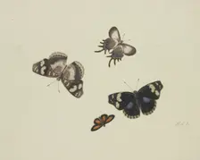 Four butterflies, 17th century. Creator: Herman Henstenburgh
