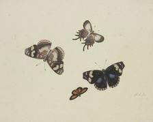 Four butterflies, 17th century. Creator: Herman Henstenburgh