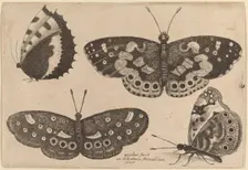 Four Butterflies, 1646. Creator: Wenceslaus Hollar
