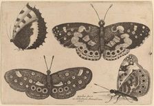 Four Butterflies, 1646. Creator: Wenceslaus Hollar