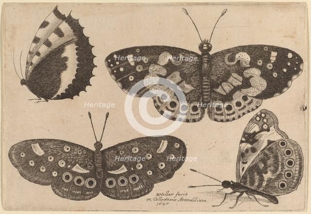 Four Butterflies, 1646. Creator: Wenceslaus Hollar.