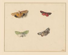 Four butterflies, 1811-1851. Creator: Anton Weiss