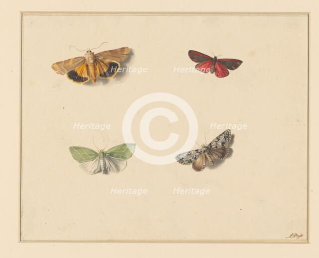 Four butterflies, 1811-1851. Creator: Anton Weiss.