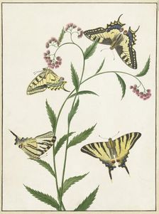 Four Butterflies on Flowers, 1747-1802. Creator: Paulus Knogh