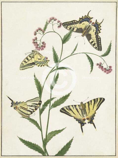 Four Butterflies on Flowers, 1747-1802. Creator: Paulus Knogh.