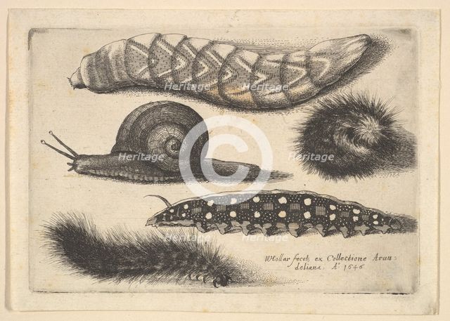 Four Caterpillars and a Snail, 1646. Creator: Wenceslaus Hollar.