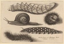 Four Caterpillars and a Snail, 1646. Creator: Wenceslaus Hollar