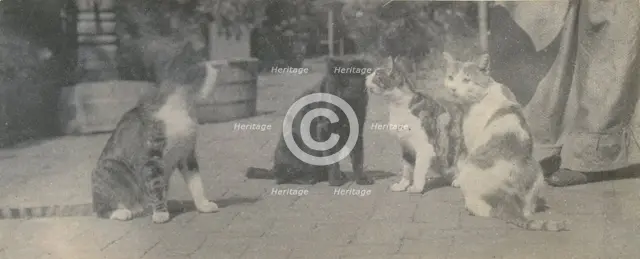 Four Cats, ca. 1895. Creator: Thomas Eakins.