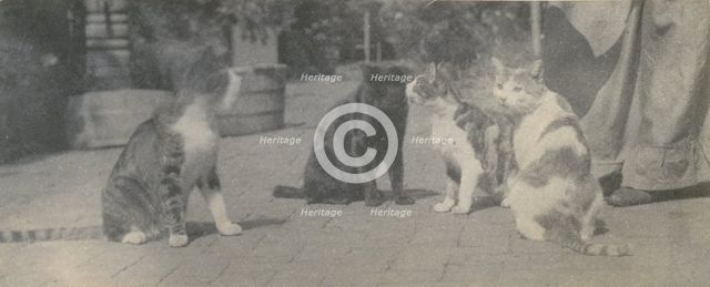 Four Cats, ca. 1895. Creator: Thomas Eakins.