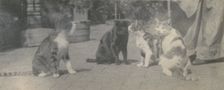 Four Cats, ca. 1895. Creator: Thomas Eakins