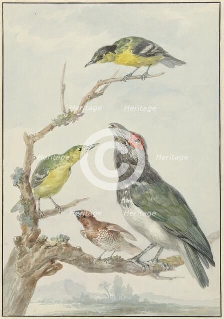 Four Different Birds on a Branch, c.1730-c.1792. Creator: Aert Schouman.