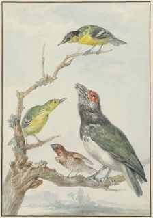 Four Different Birds on a Branch, c.1730-c.1792. Creator: Aert Schouman
