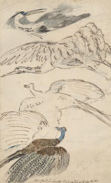 Four drawings of birds in flight, c1770-1810. Creator: Philip Reinagle