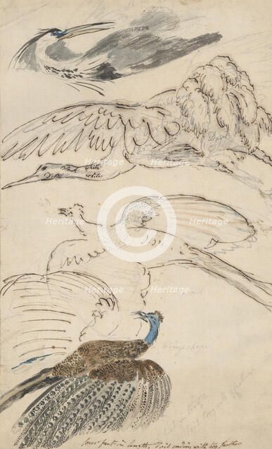 Four drawings of birds in flight, c1770-1810. Creator: Philip Reinagle.