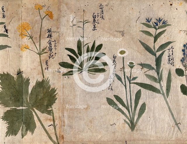 Four flowering plants, 1870. Creator: Unknown.