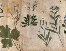 Four flowering plants, 1870. Creator: Unknown