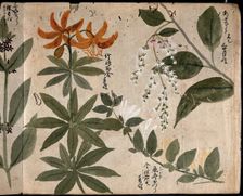 Four flowering plants, one an orange lily (Lilium species), 1870. Creator: Unknown