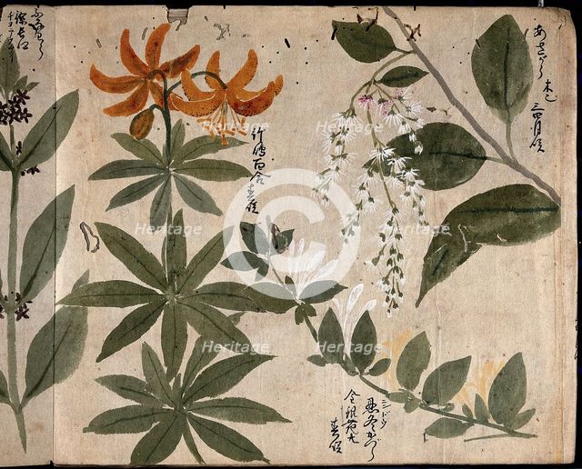 Four flowering plants, one an orange lily (Lilium species), 1870. Creator: Unknown.