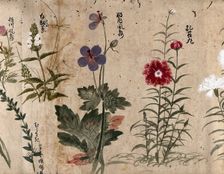 Four flowering plants, one possibly a pink (Dianthus species) and one a Geranium species, 1870. Creator: Unknown