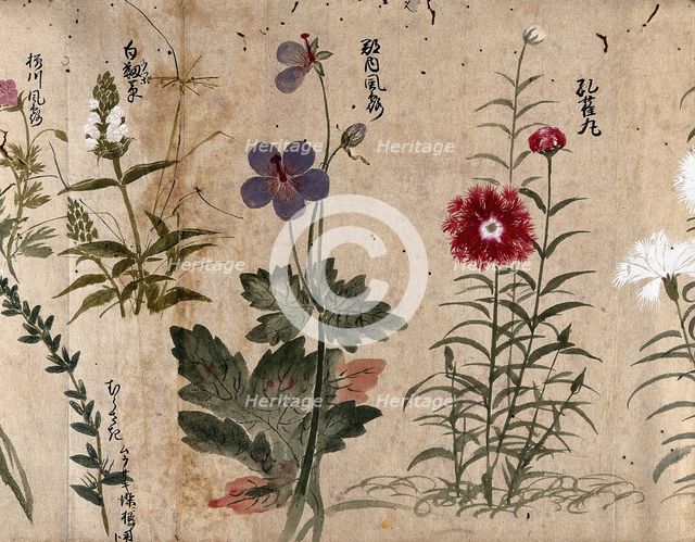 Four flowering plants, one possibly a pink (Dianthus species) and one a Geranium species, 1870. Creator: Unknown.