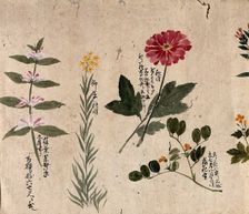 Four flowering plants, including a legume, a labiate and an anemone, 1870. Creator: Unknown