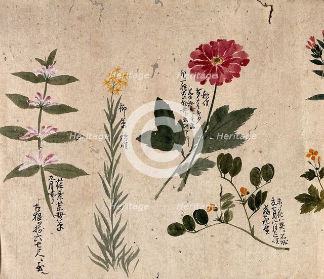 Four flowering plants, including a legume, a labiate and an anemone, 1870. Creator: Unknown.