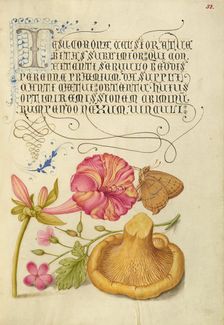 Four-o'Clock, Brown Hairstreak, Herb Robert, and Chanterelle, 1561-1562; illumination added 1591-6. Creator: Joris Hoefnagel