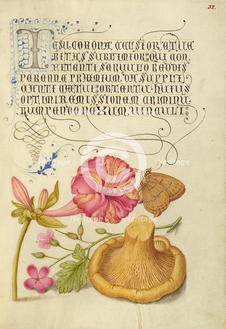 Four-o'Clock, Brown Hairstreak, Herb Robert, and Chanterelle, 1561-1562; illumination added 1591-6. Creator: Joris Hoefnagel.